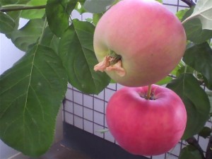リンゴ赤2つ