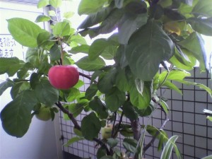 リンゴが1つ落ちた